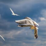 Co nakoupit v Bulharsku: Průvodce nejlepšími nákupy a tržištěmi