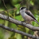 Polsko Leba Kemp: Průvodce Kempováním v Oblíbeném Přímořském Městě