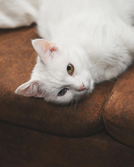 Turecká Angora Cena: Jaké Jsou Ceny Této Kočky