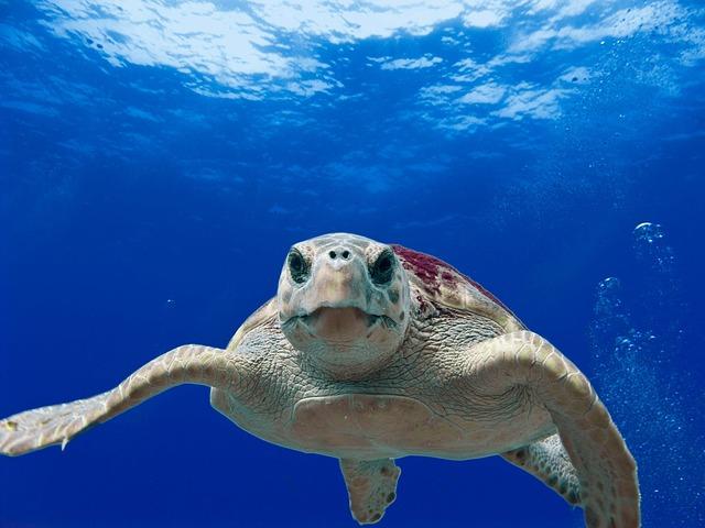 Caretta Relax Turecko Recenze: Hodnocení a Zkušenosti Hostů