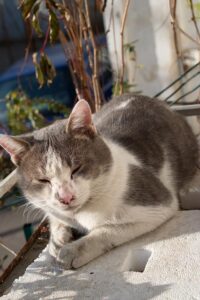 Polystyren Polsko Cena: Kde Najít Nejlepší Nabídky Stavebního Materiálu