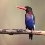 Indonésie Informace: Vše, Co Potřebujete Vědět Před Cestou