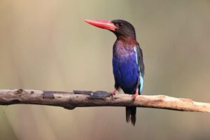 Indonésie Informace: Vše, Co Potřebujete Vědět Před Cestou