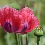 Turecký kangal cena: Kolik stojí turecký národní pes?