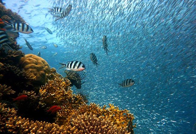 Tajemný ‍podmořský svět‍ Indonésie: ⁣ráj pro potápěče