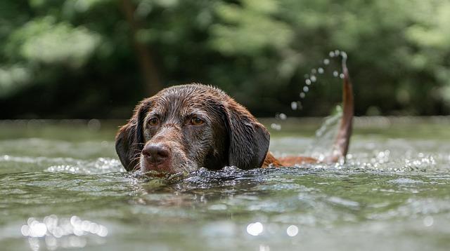 Nejlepší Pet-Friendly Hotely a Ubytování